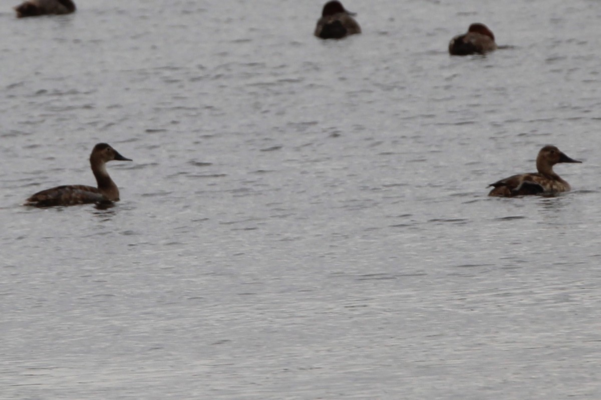 Canvasback - ML639535188