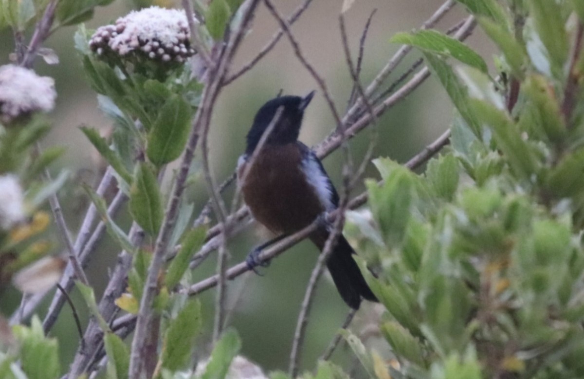 Black-throated Flowerpiercer - ML639535236