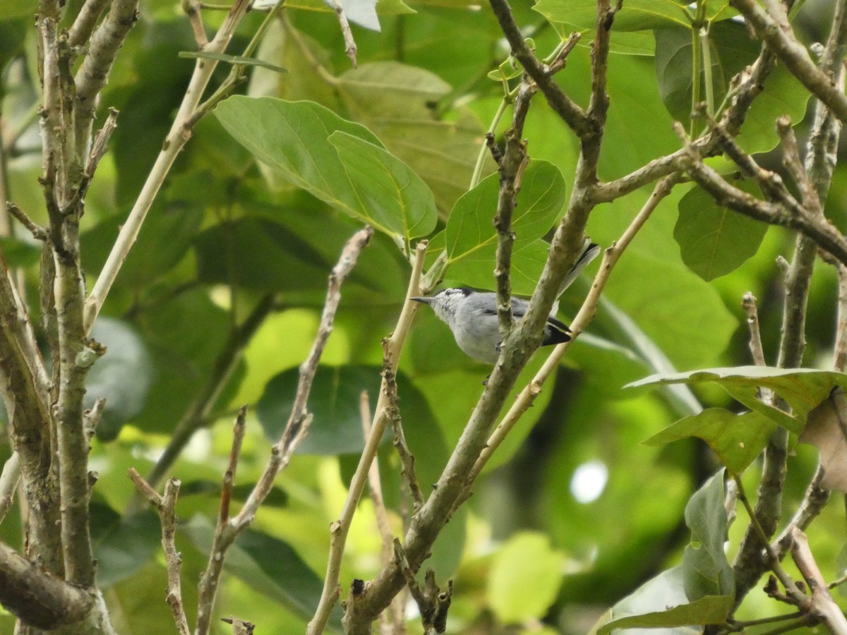 White-browed Gnatcatcher - ML639535249