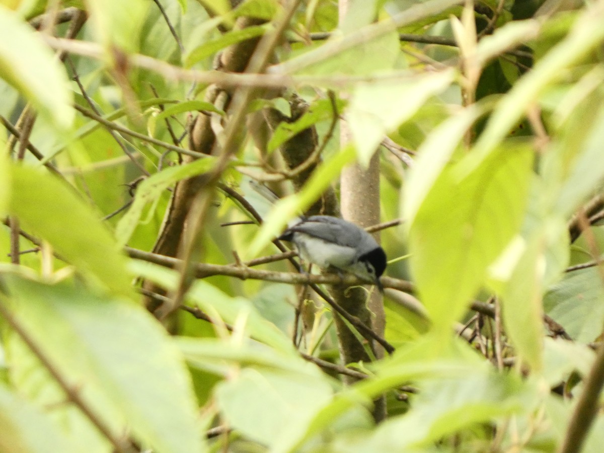 White-browed Gnatcatcher - ML639535255