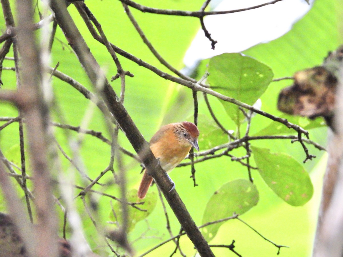 Barred Antshrike - ML639535291