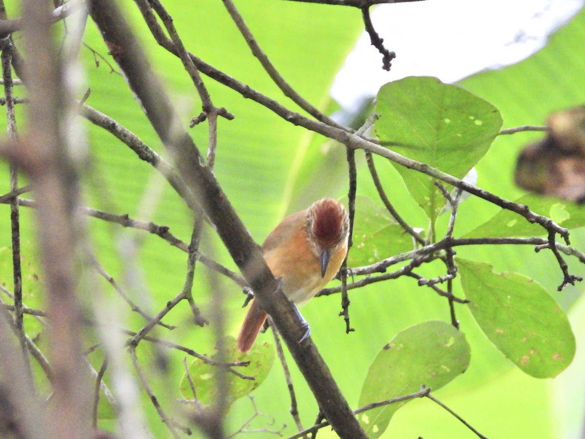 Barred Antshrike - ML639535292