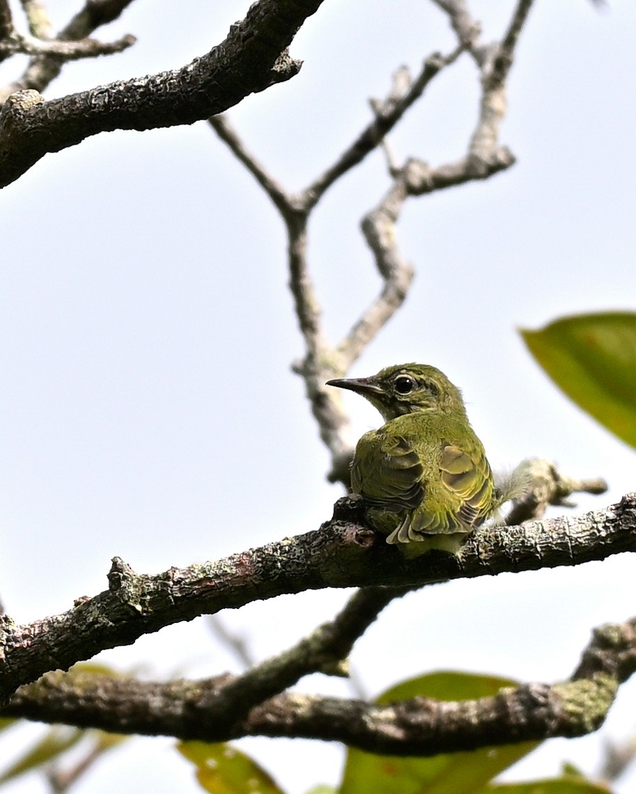 Red-legged Honeycreeper - ML639535352