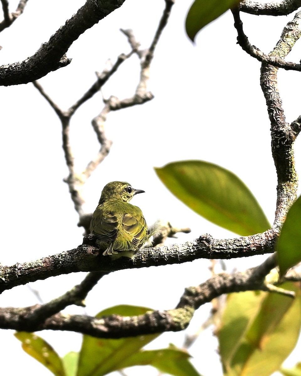 Red-legged Honeycreeper - ML639535353