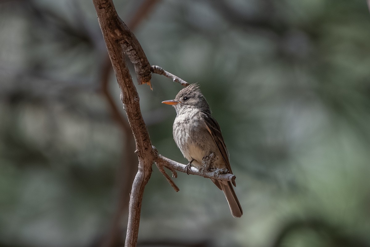 Greater Pewee - ML639535362