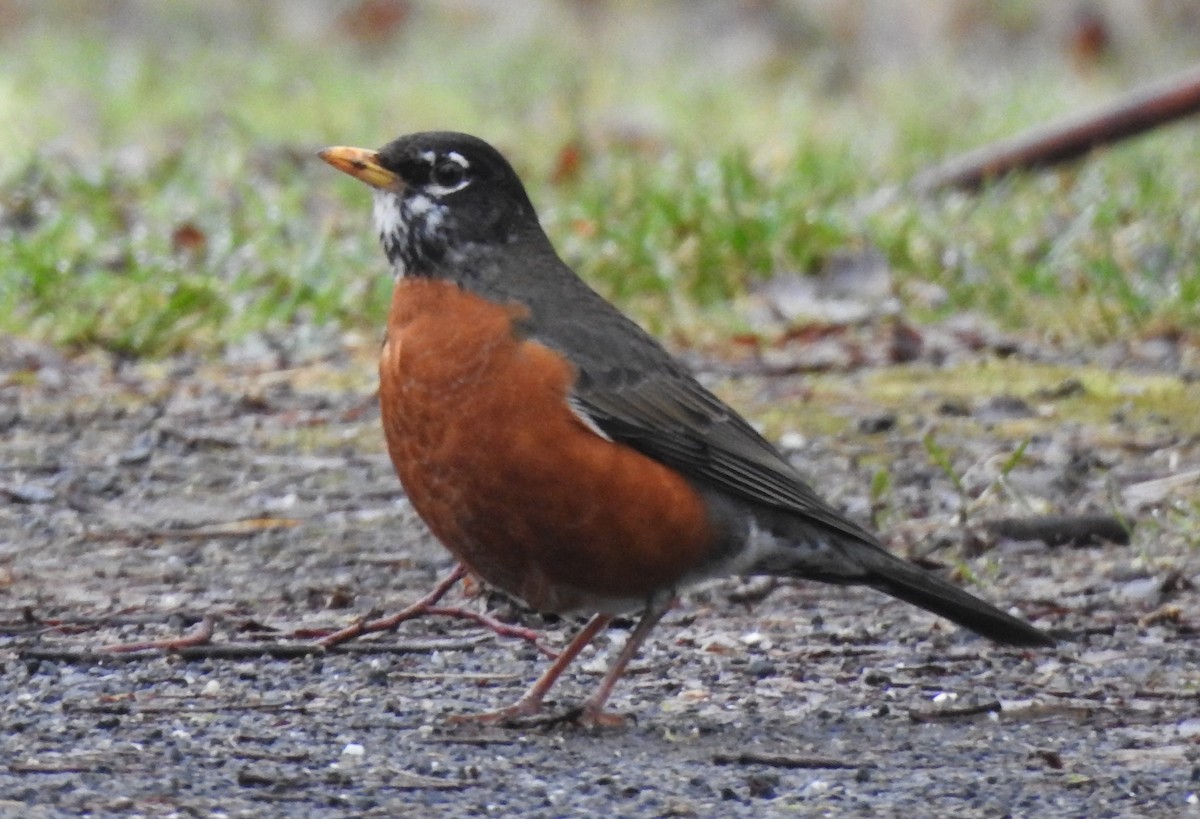 American Robin - ML639535425