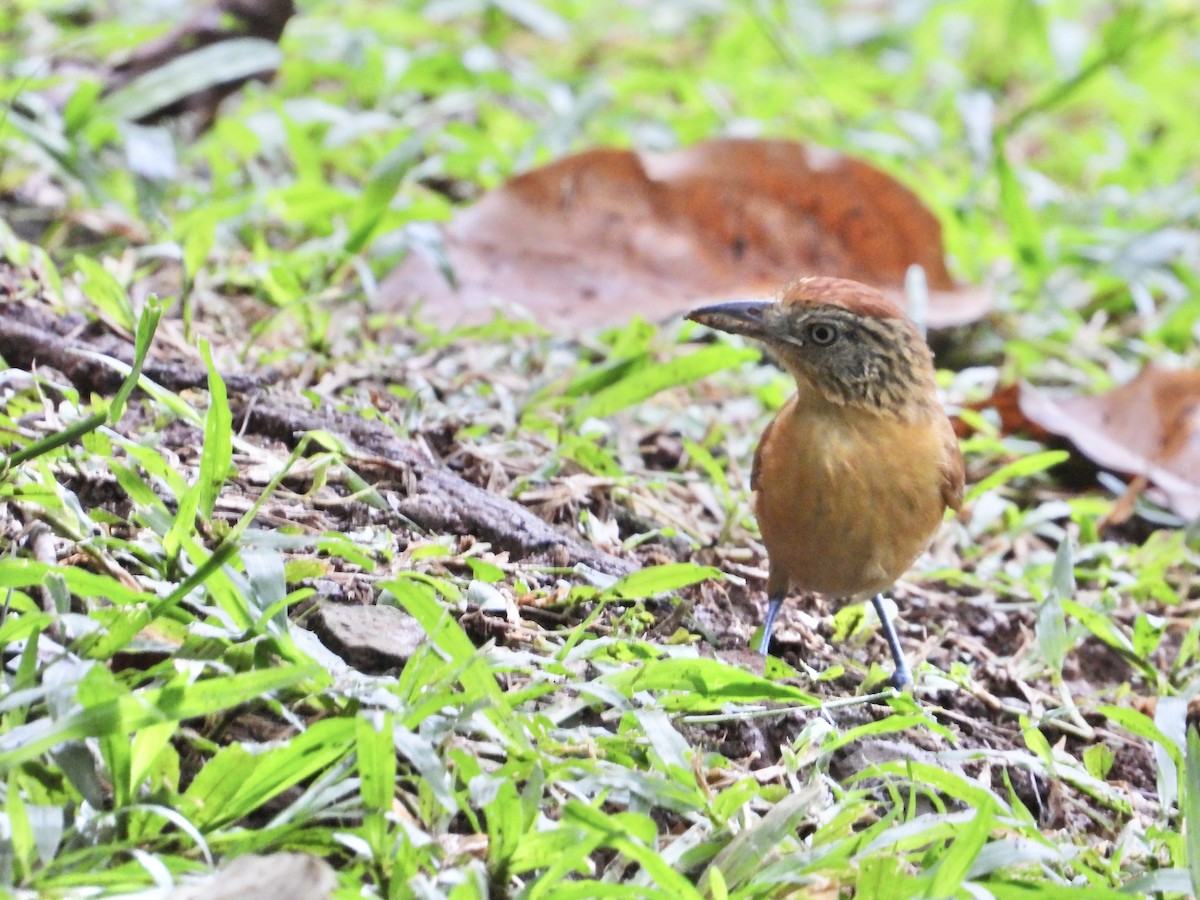 Barred Antshrike - ML639535476