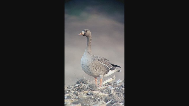 Blässgans - ML639535557