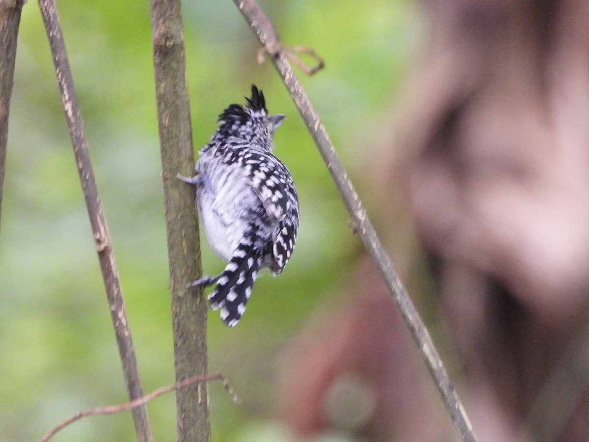 Barred Antshrike - ML639535559