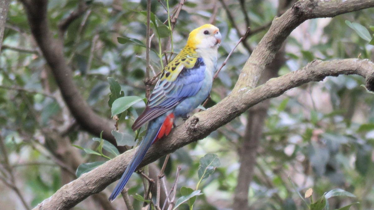 Pale-headed Rosella - ML639535655