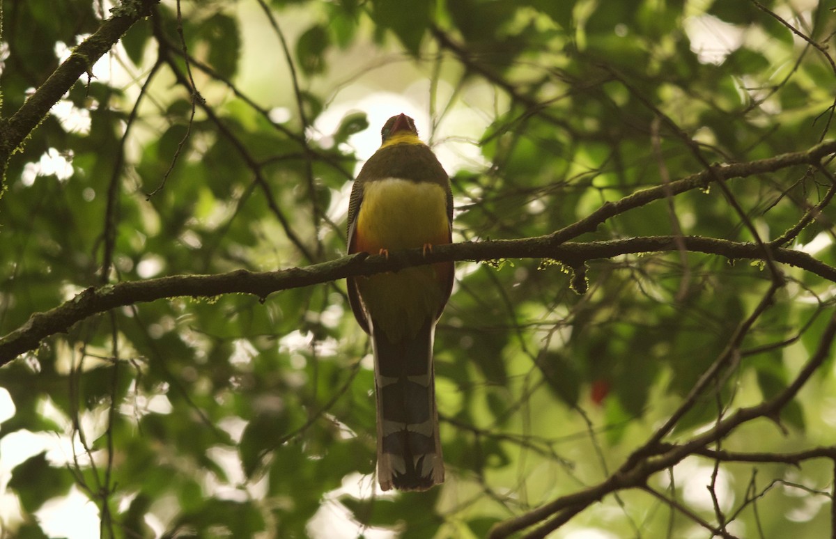 Javan Trogon - ML639535699