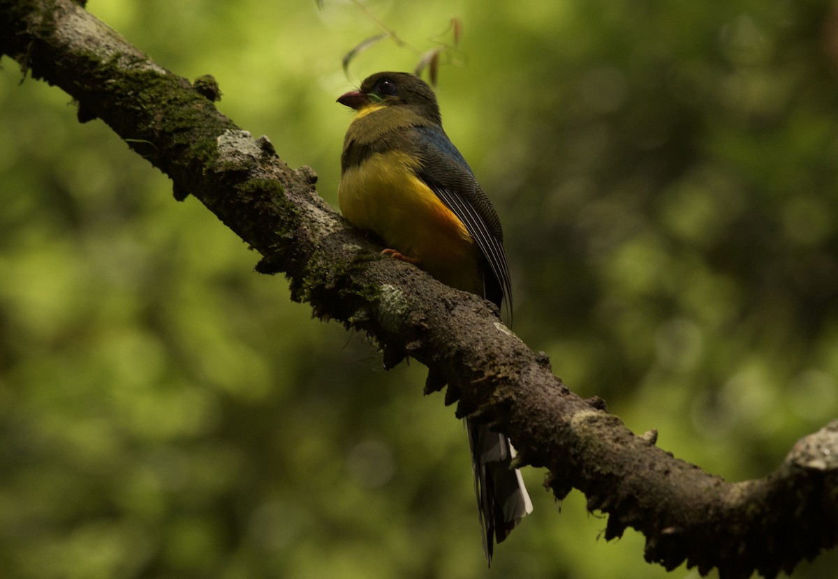 Javan Trogon - ML639535700