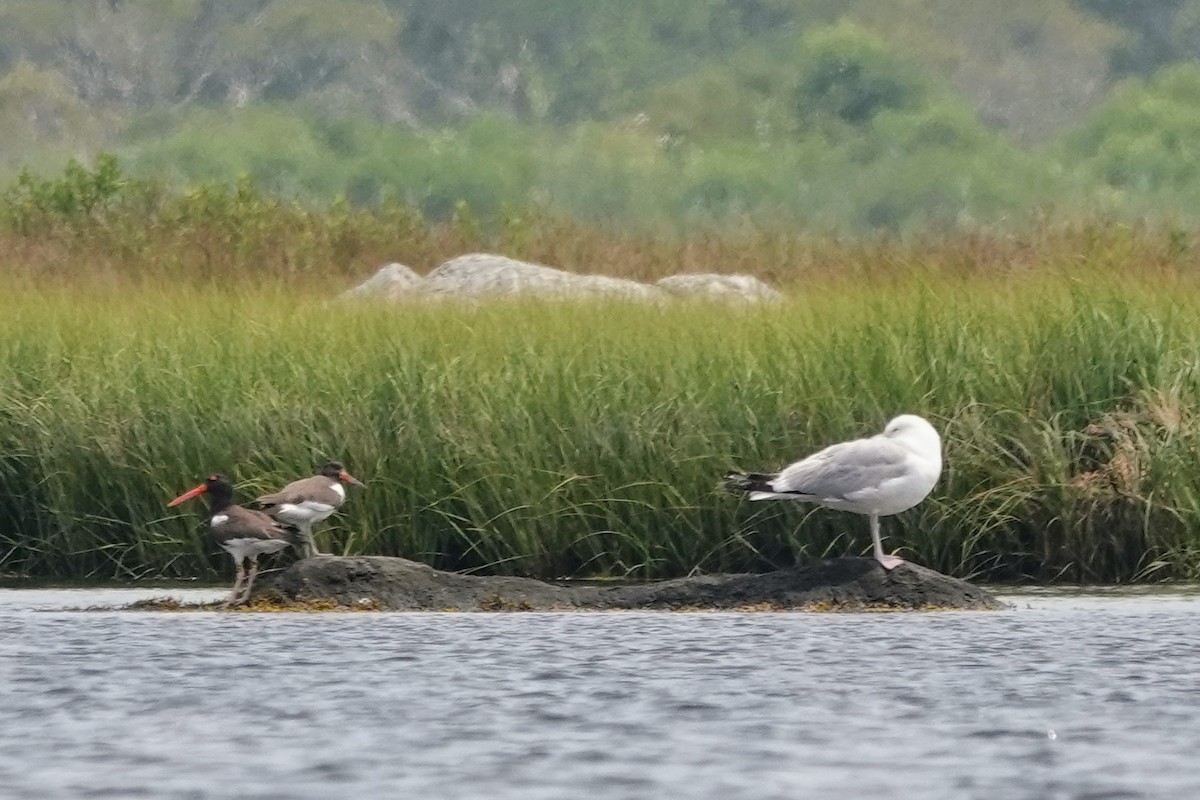 American Oystercatcher - ML639535801