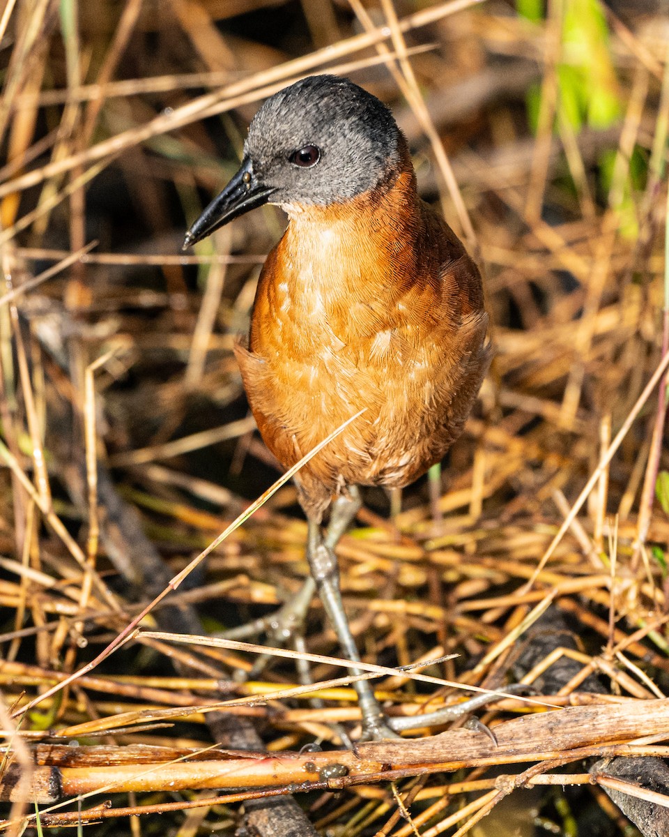 Ruddy Crake - ML639535844