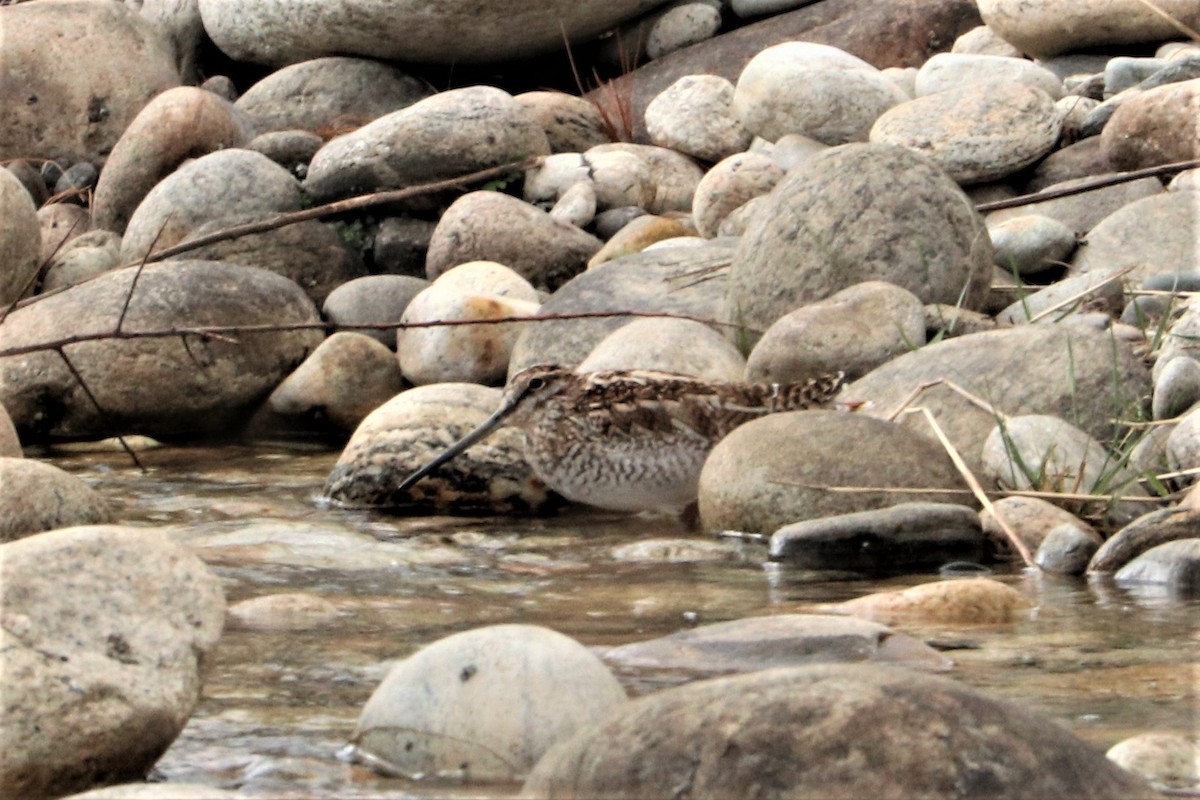Solitary Snipe - ML639535846