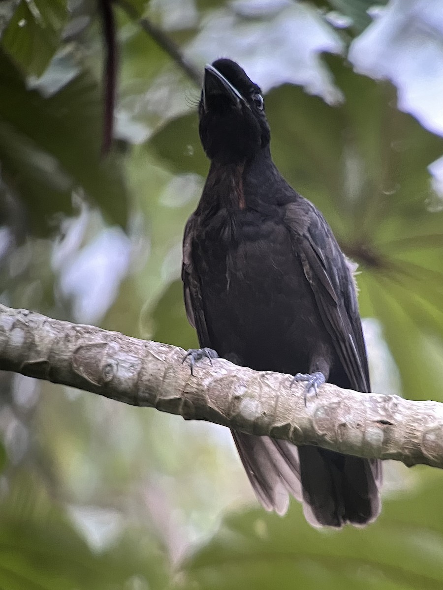 Bare-necked Umbrellabird - ML639535939