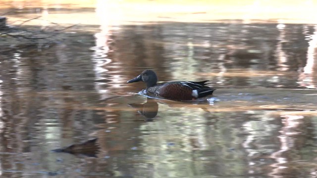 Australasian Shoveler - ML639535995