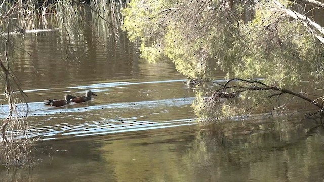 Australasian Shoveler - ML639535997