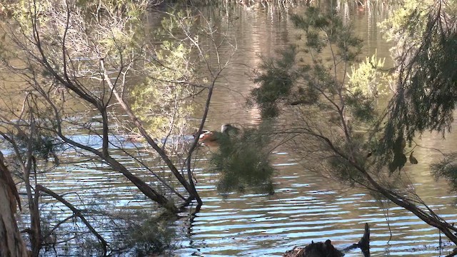Australasian Shoveler - ML639535999