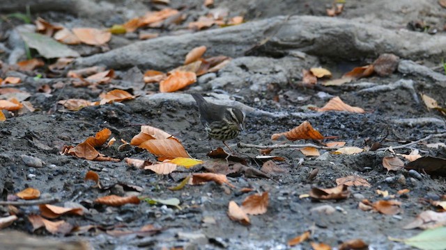 Northern Waterthrush - ML639536142