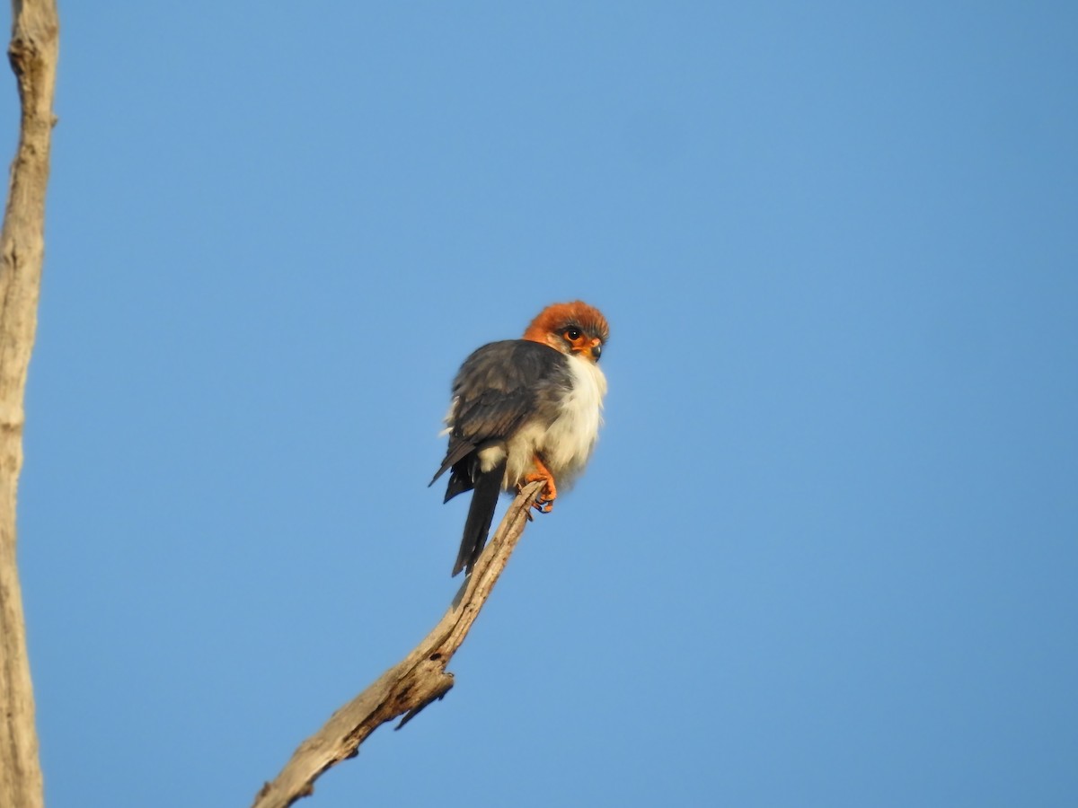 White-rumped Falcon - ML639536179