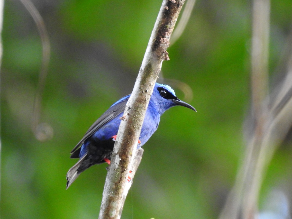 Red-legged Honeycreeper - ML639536182