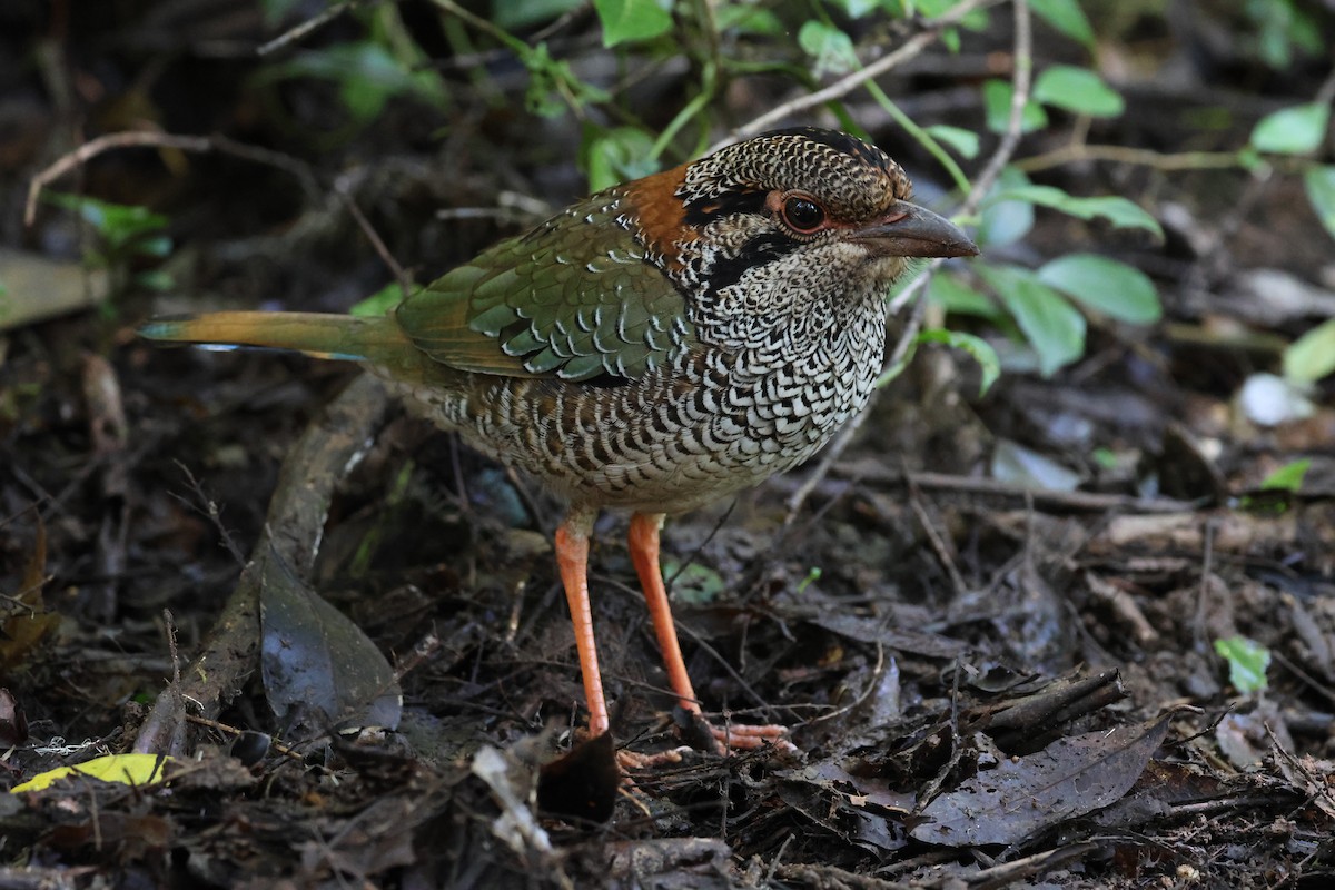 Scaly Ground-Roller - ML639536454