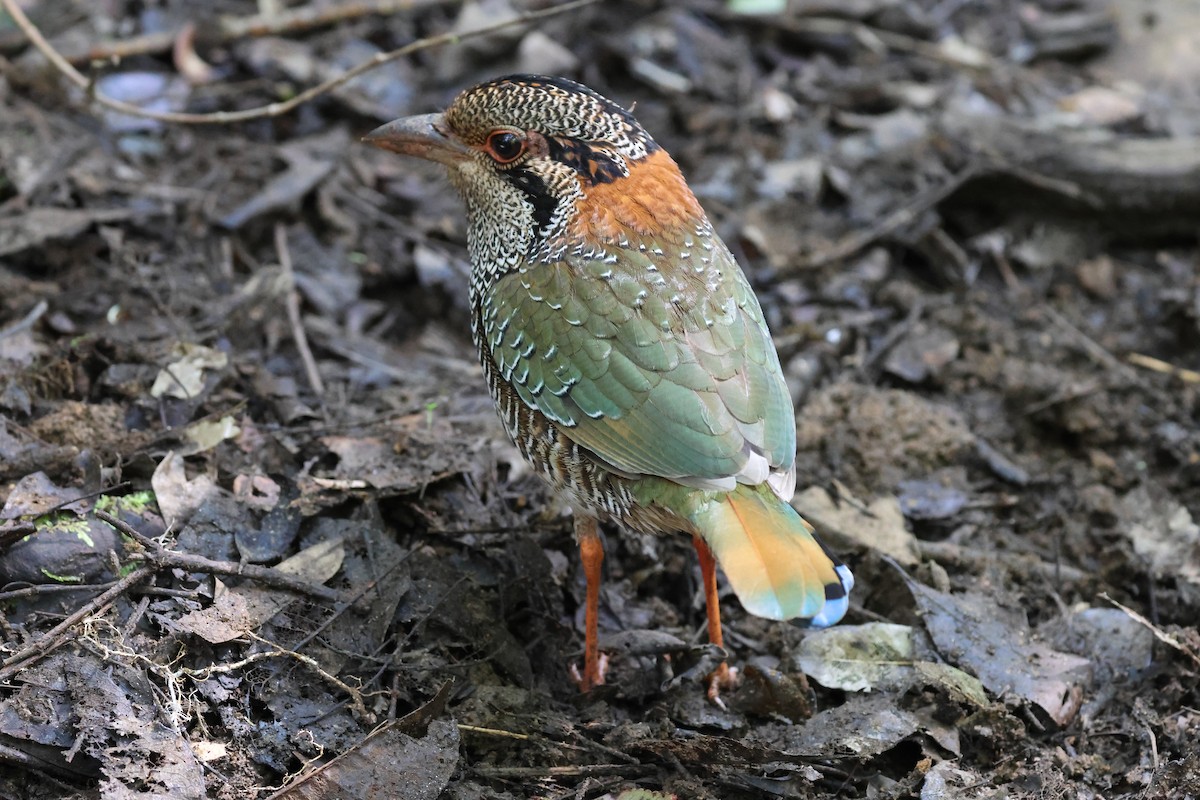 Scaly Ground-Roller - ML639536466