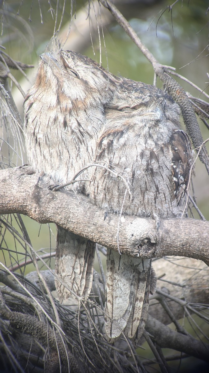 Tawny Frogmouth - ML639536479