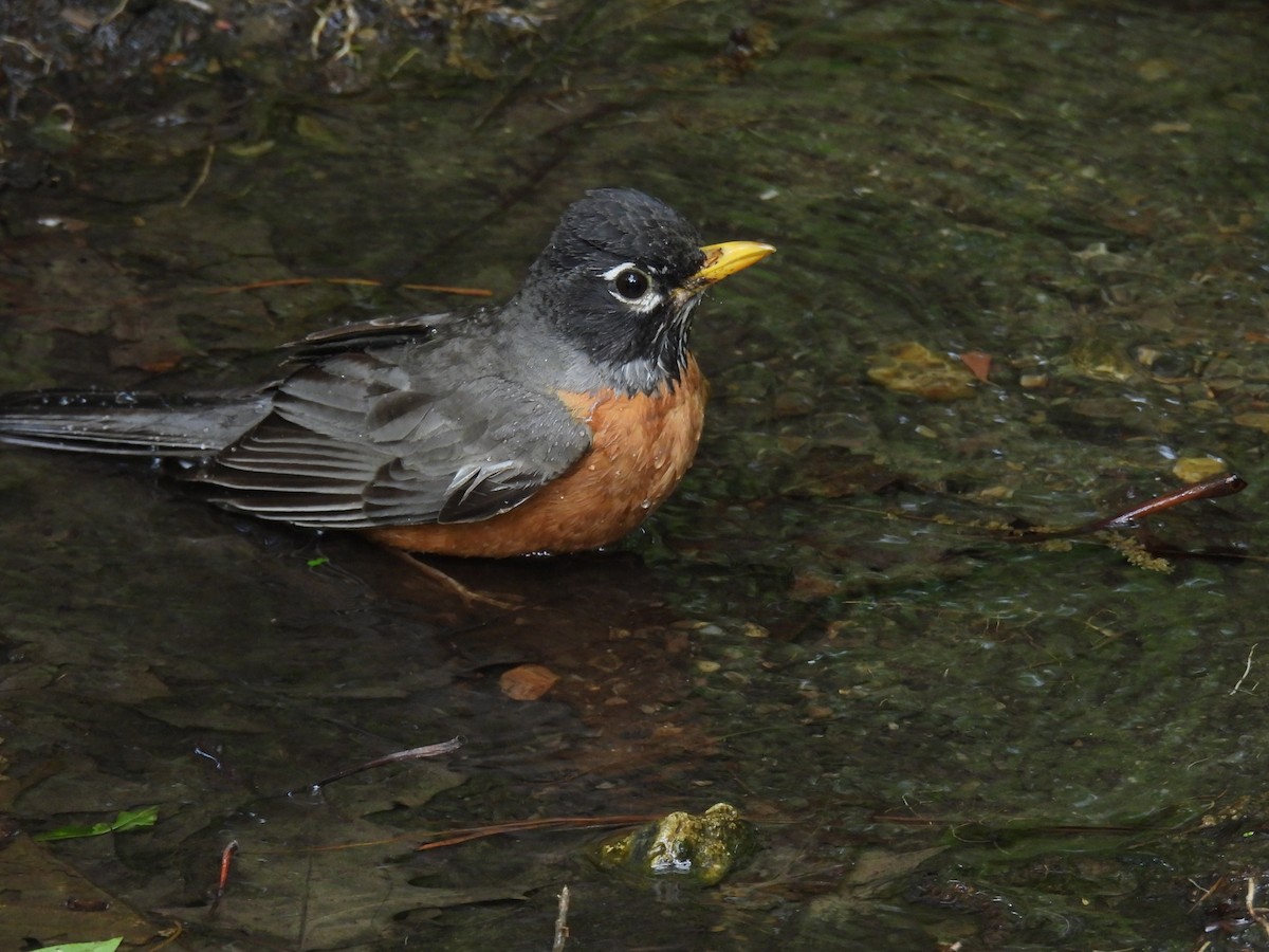 American Robin - Mirielle Villanueva