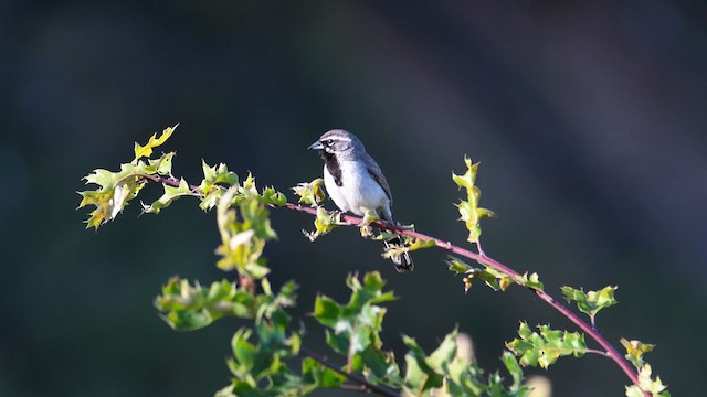 Black-throated Sparrow - ML639536489