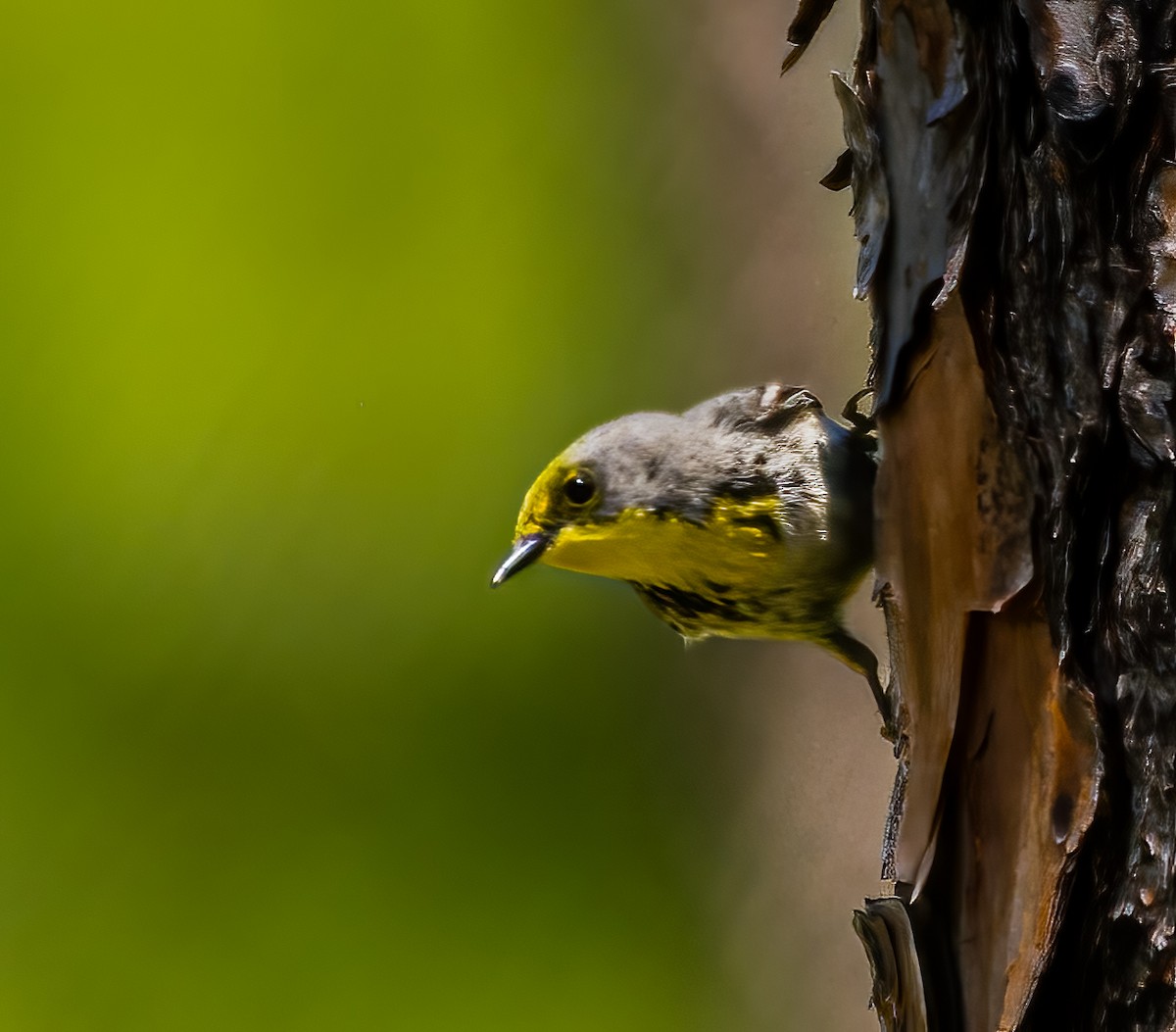 Olive-capped Warbler - ML639536503