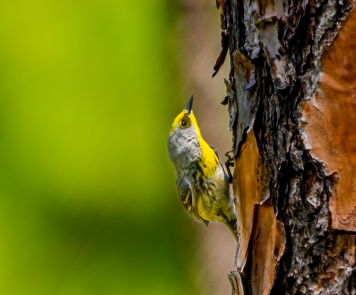Olive-capped Warbler - ML639536504