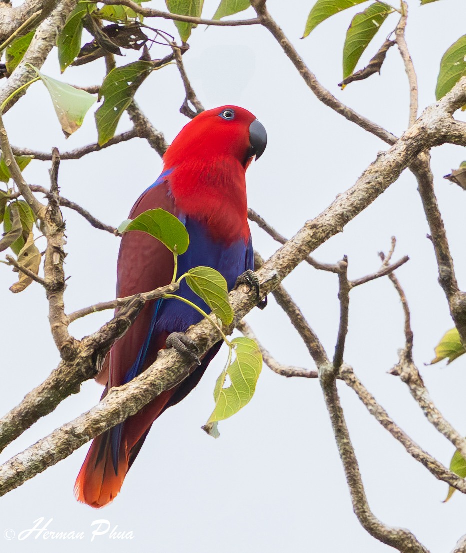 Papuan Eclectus - ML639536523