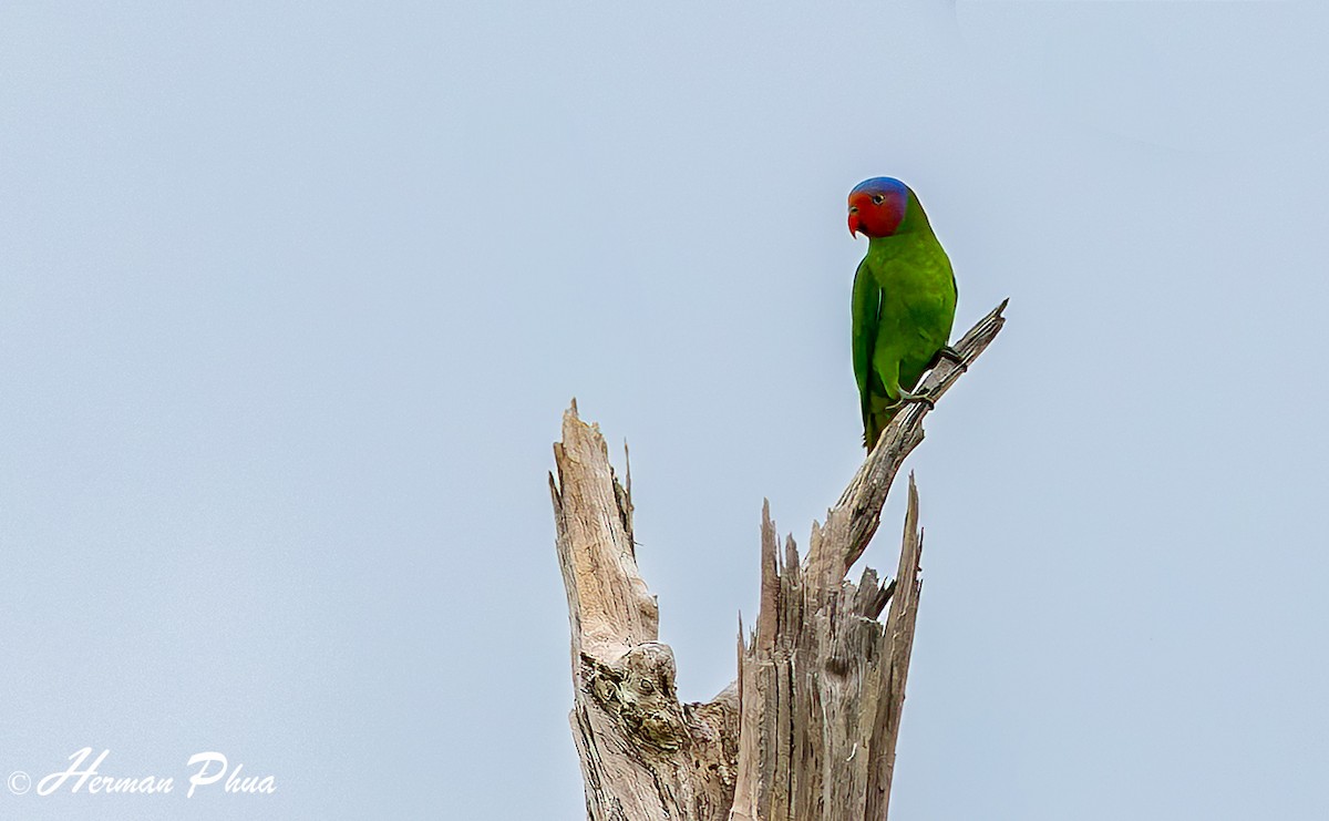 Red-cheeked Parrot - ML639536526