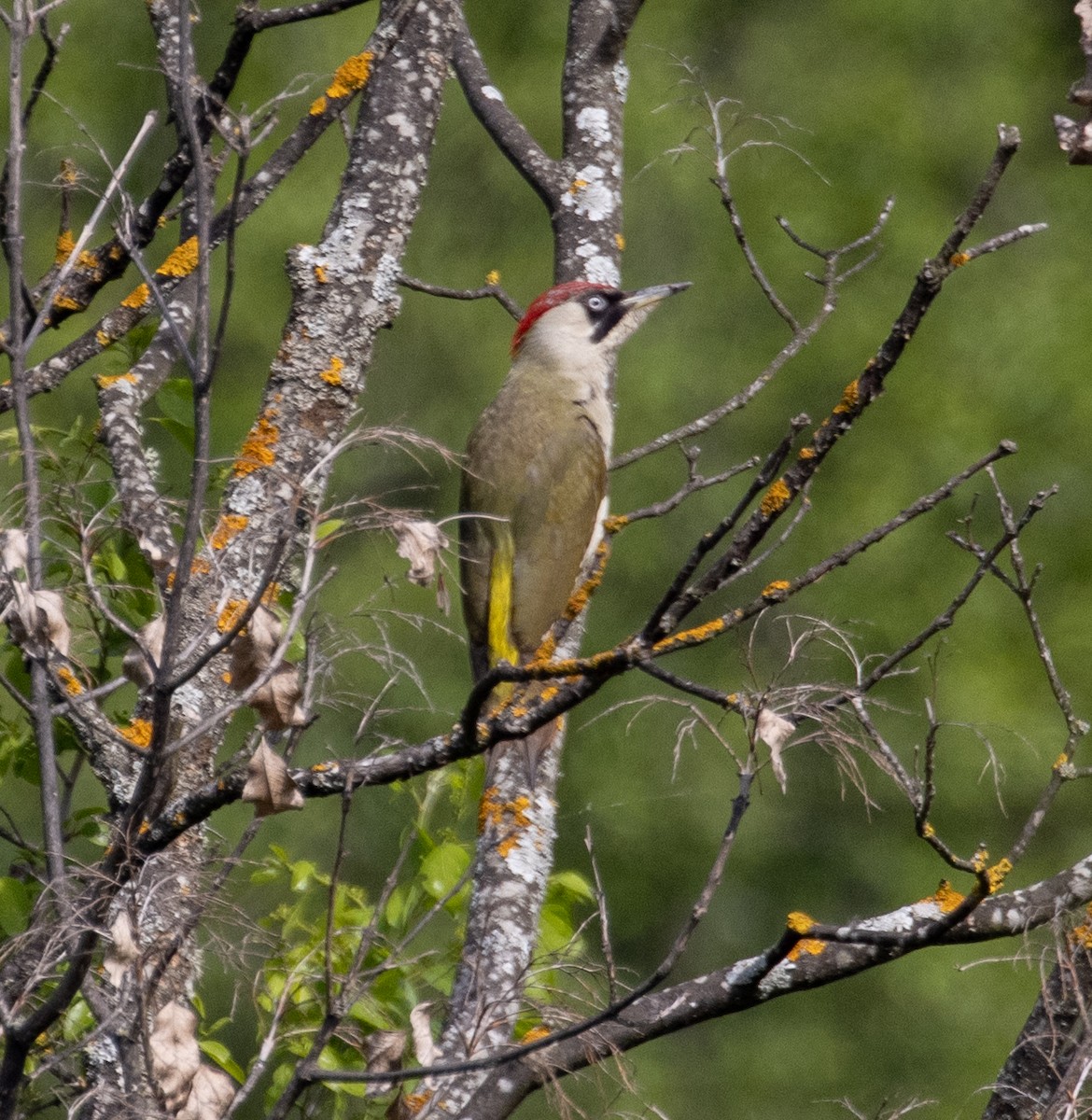 Eurasian Green Woodpecker - ML639536530