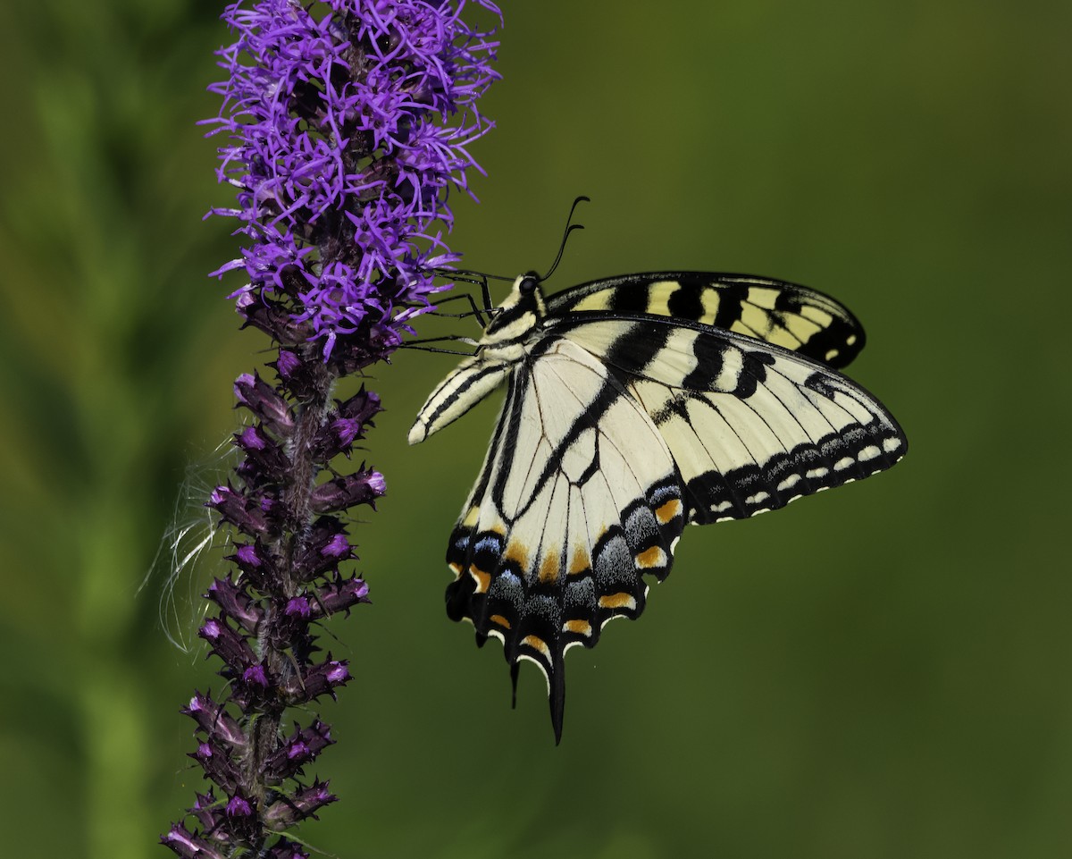 Eastern Tiger Swallowtail - ML639536551