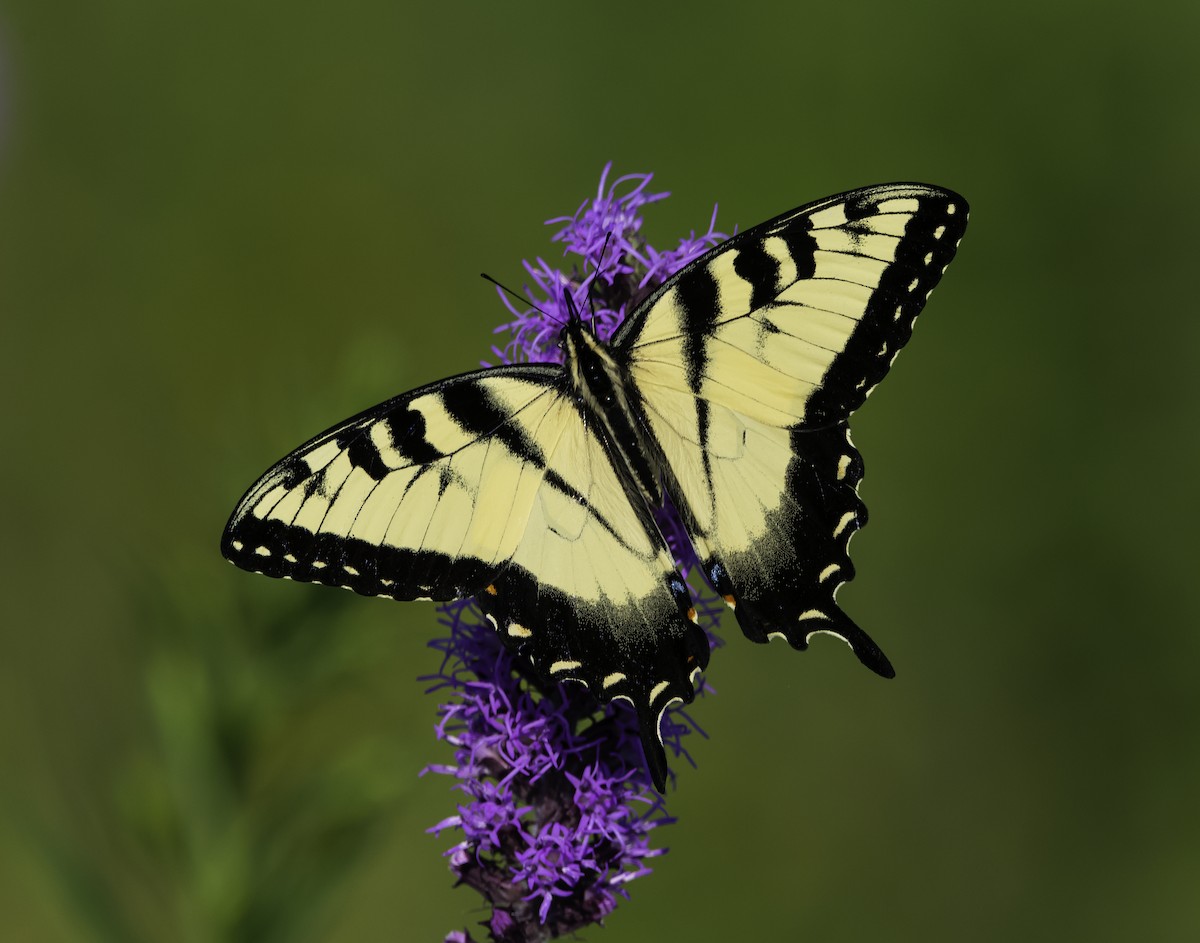 Eastern Tiger Swallowtail - ML639536552