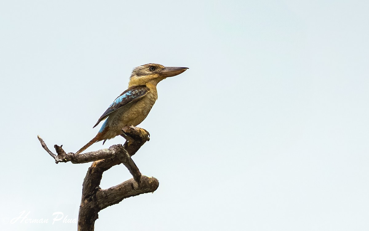 Blue-winged Kookaburra - ML639536581