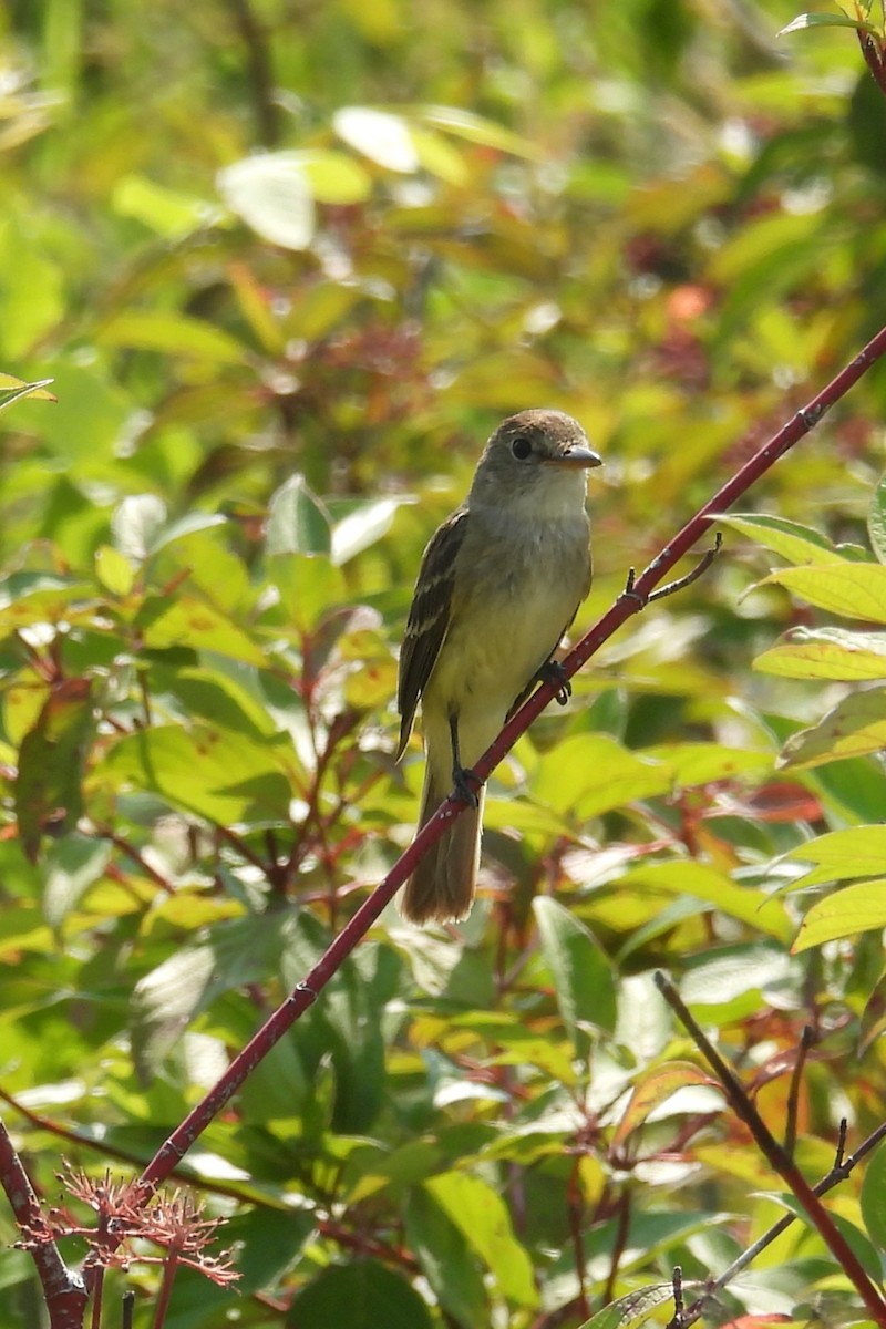 Willow Flycatcher - ML639536601