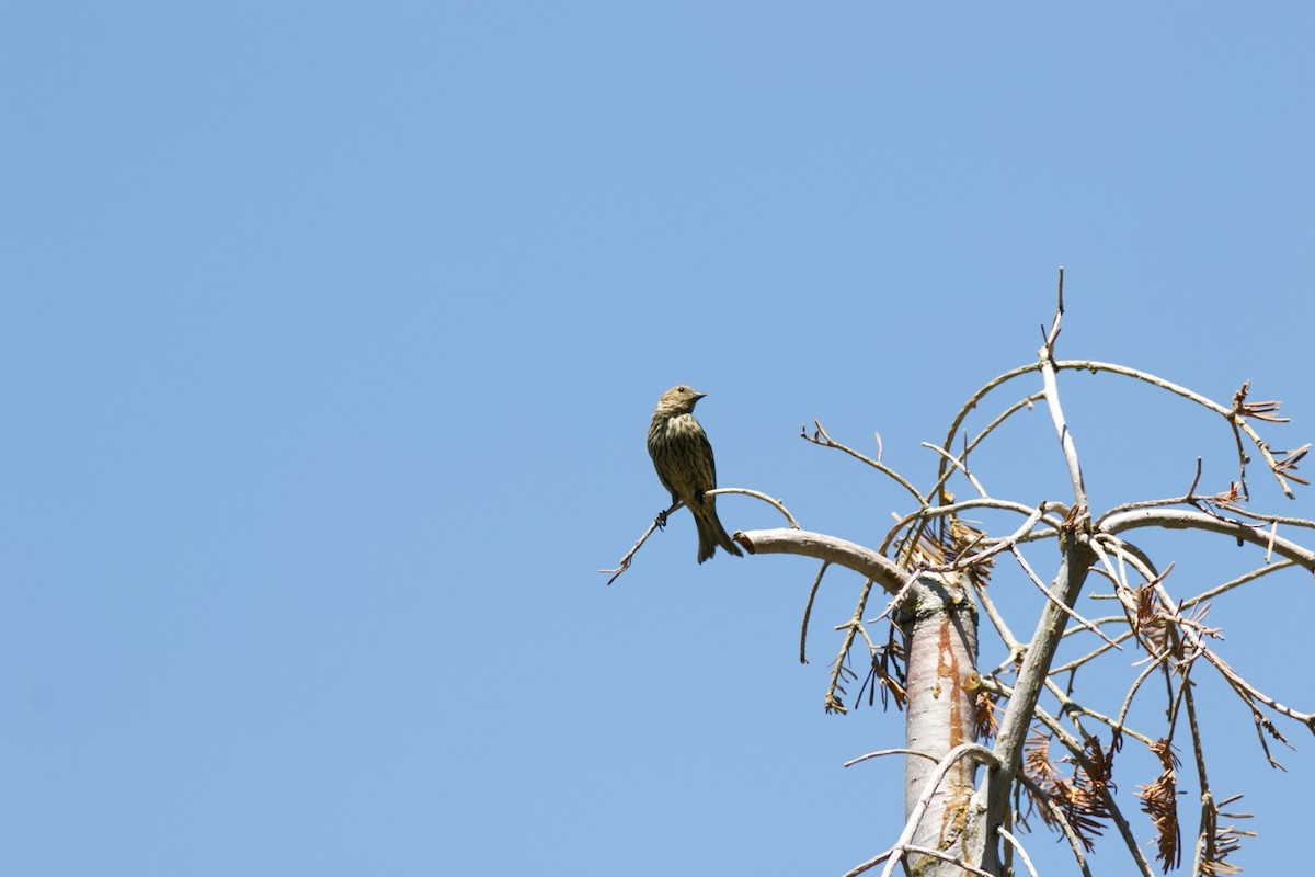 Чиж сосновий - ML639536608