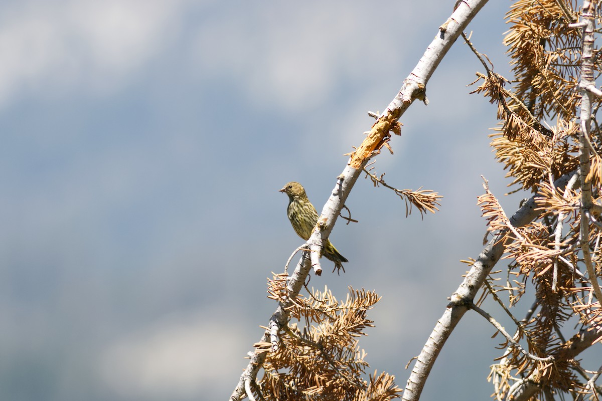 Чиж сосновий - ML639536609