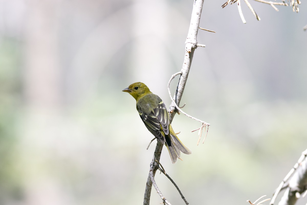 Піранга жовтогуза - ML639536614