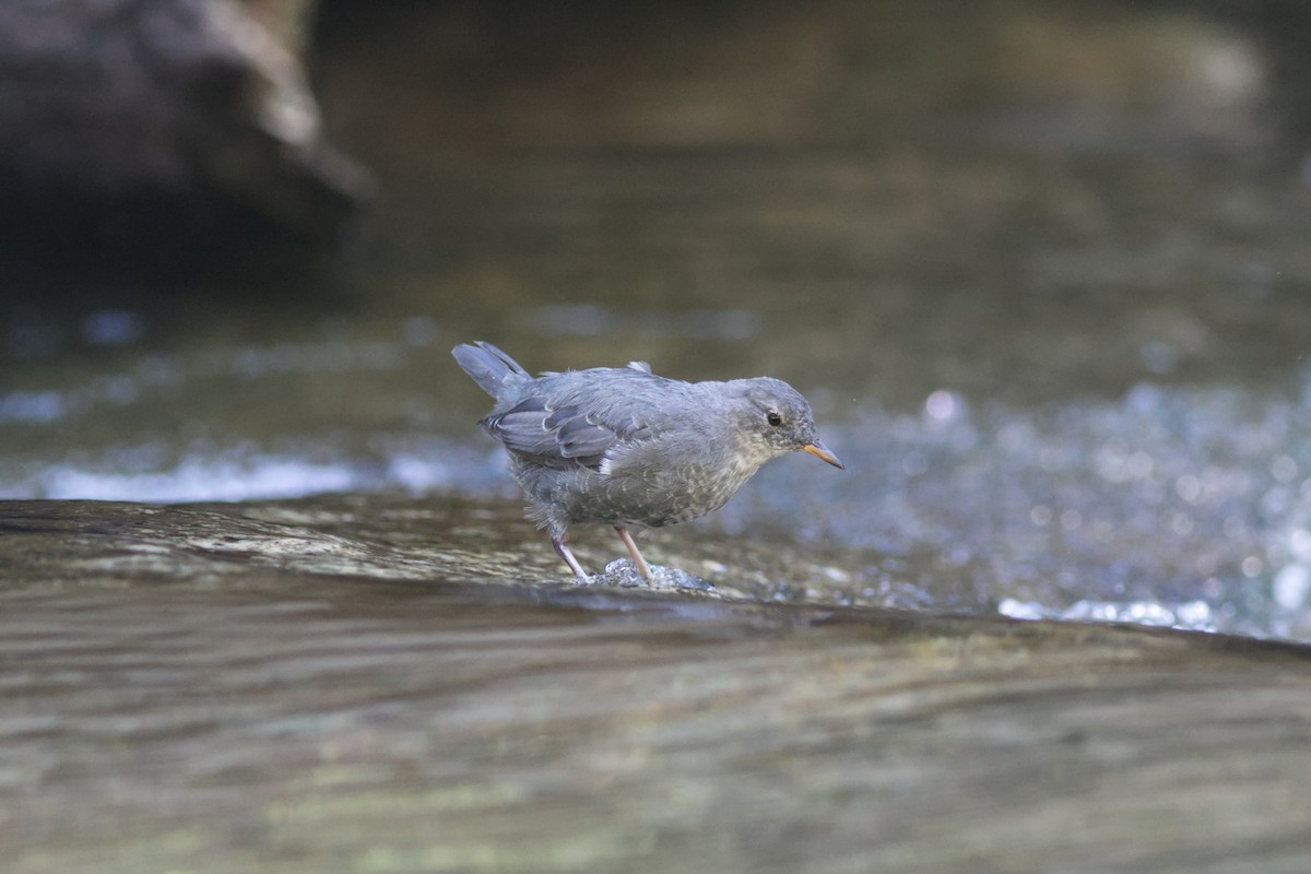 Пронурок сірий - ML639536653