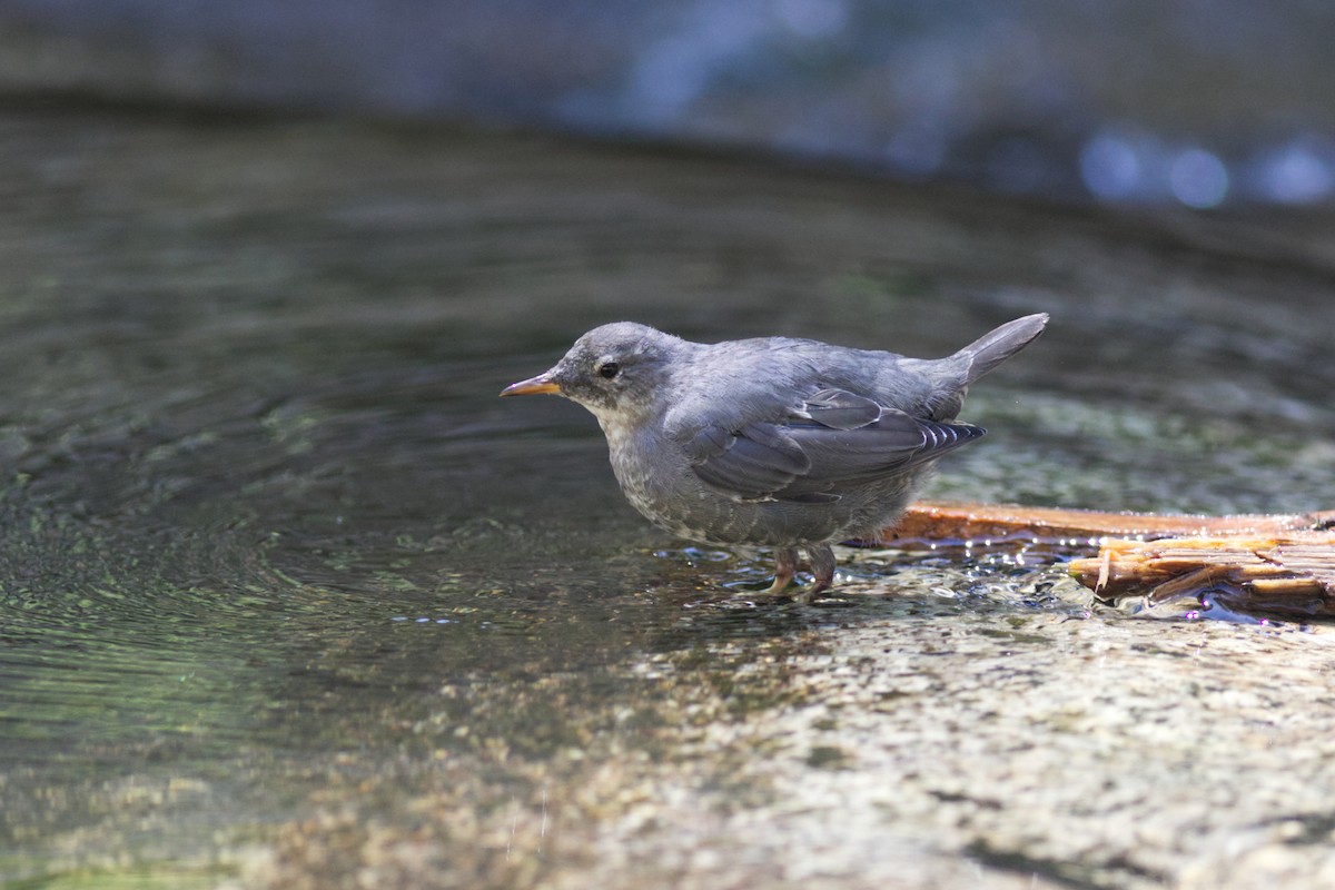 Пронурок сірий - ML639536654