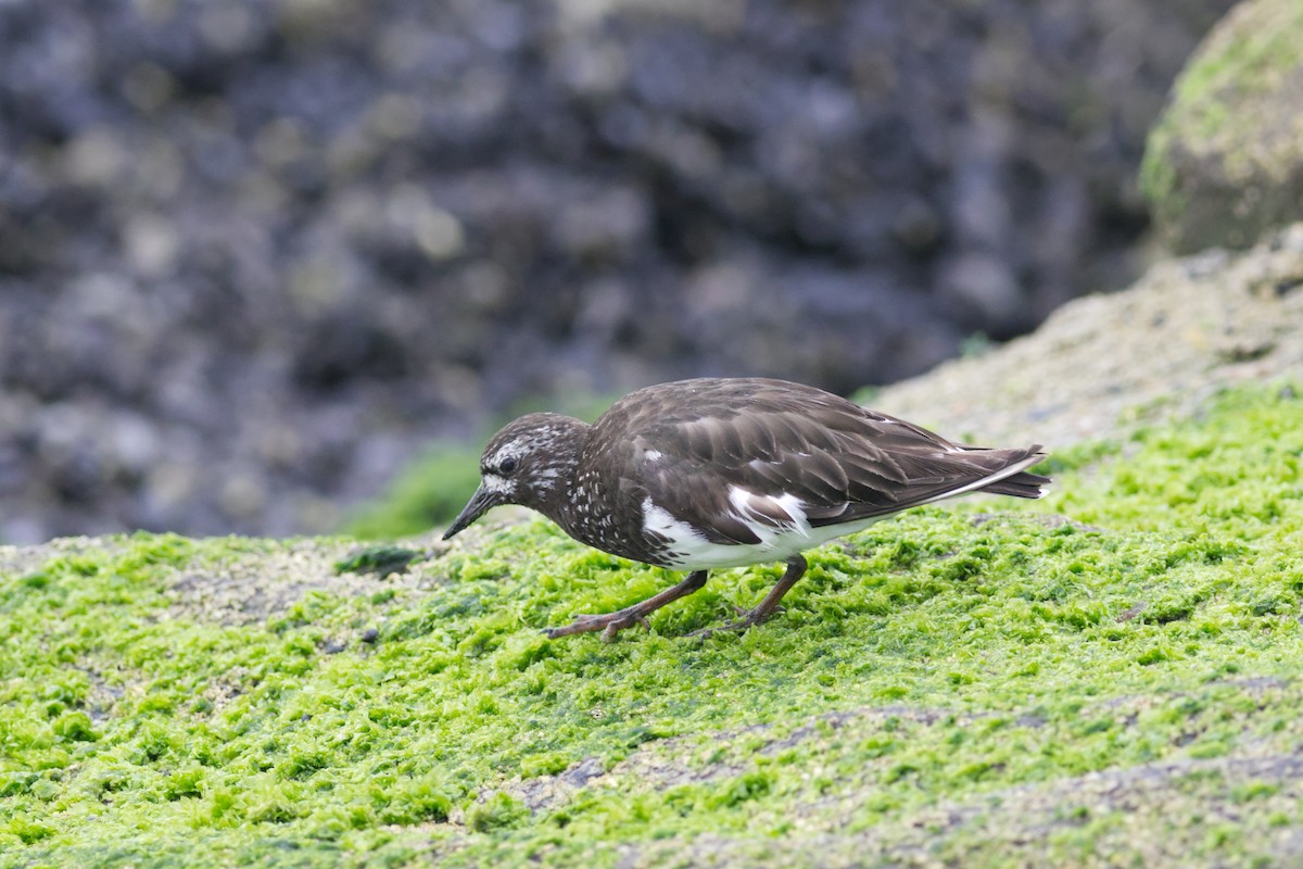 Black Turnstone - ML639536670