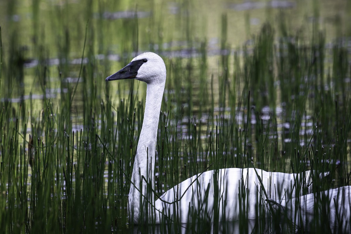 Trumpeter Swan - ML639536672