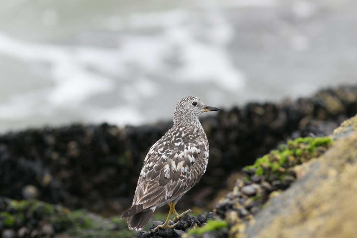 Побережник американський - ML639536674