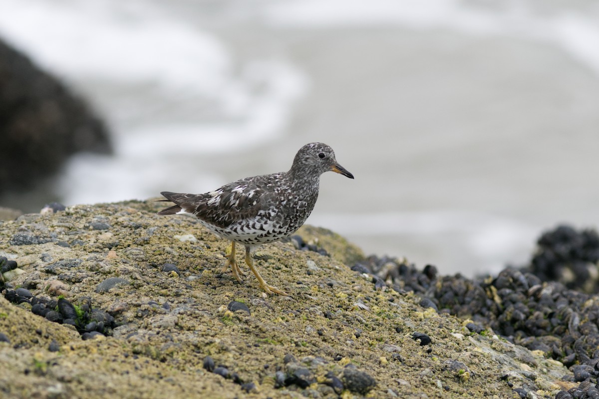 Побережник американський - ML639536675