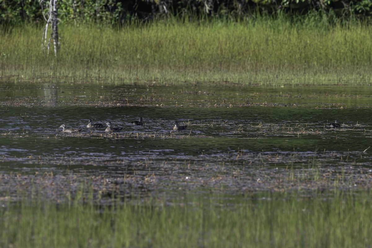 Wood Duck - ML639536676